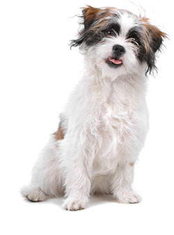 allergies-dogs - Dogs Naturally Allergies Dogs