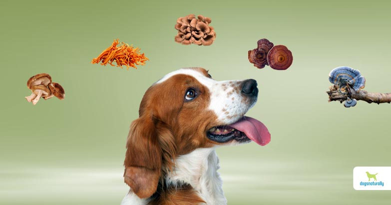 can dogs eat mushrooms