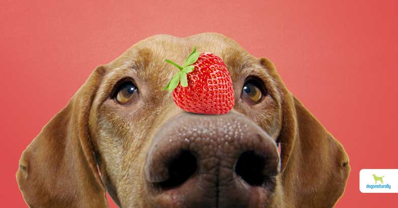 Can dogs eat strawberries