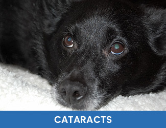 - Dogs Naturally Dog cataracts