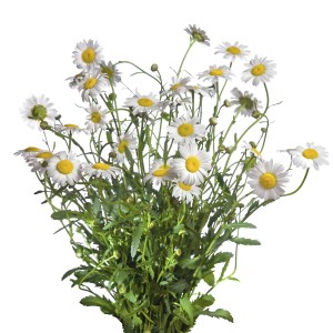 chamomile smaller1 - Dogs Naturally chamomile flowers