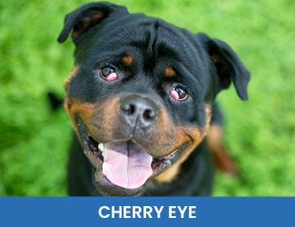 - Dogs Naturally cherry eye dogs