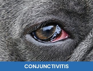 - Dogs Naturally conjunctivitis in dogs