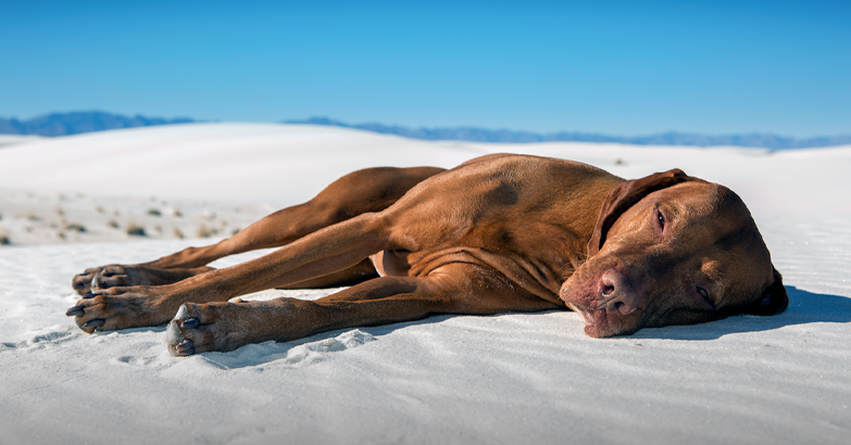 dehydration in dogs