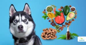 dog tumors