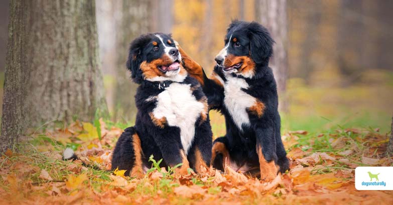Antibiotic resistance in dogs