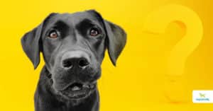 pet food marketing terms
