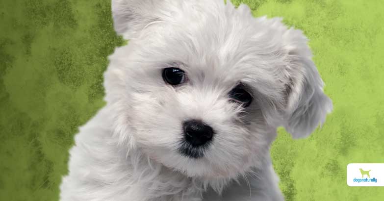 mold exposure in dogs