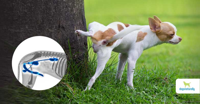 Home Remedies For UTI In Dogs