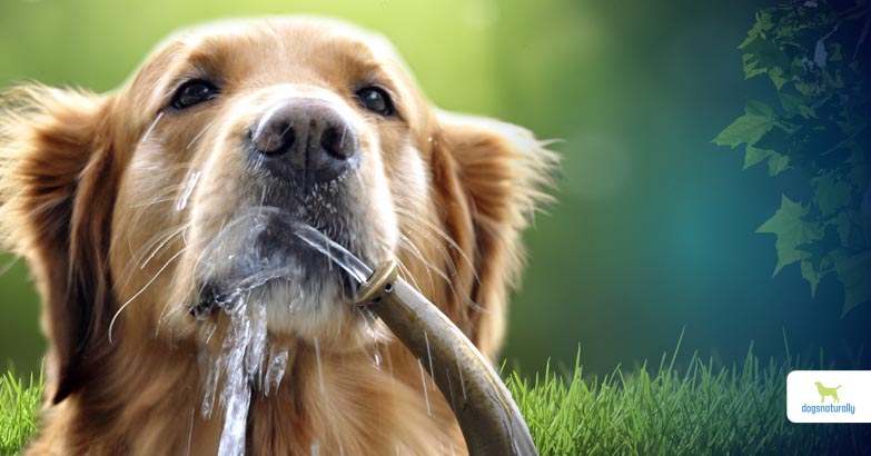 why is my dog drinking so much water