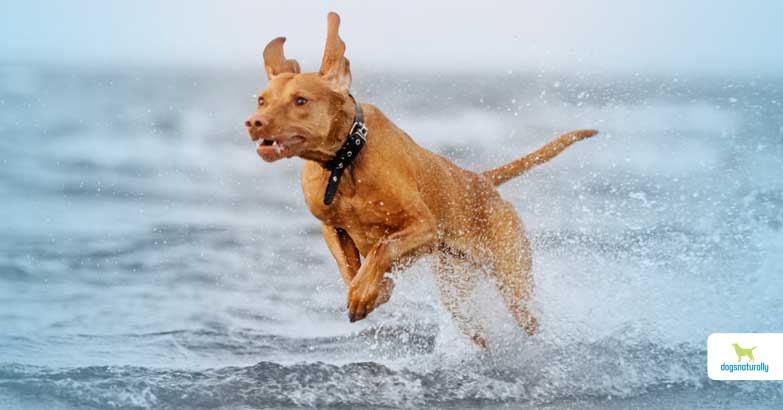 dog ccl recovery without surgery