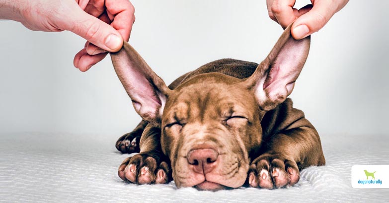 dog ear infections