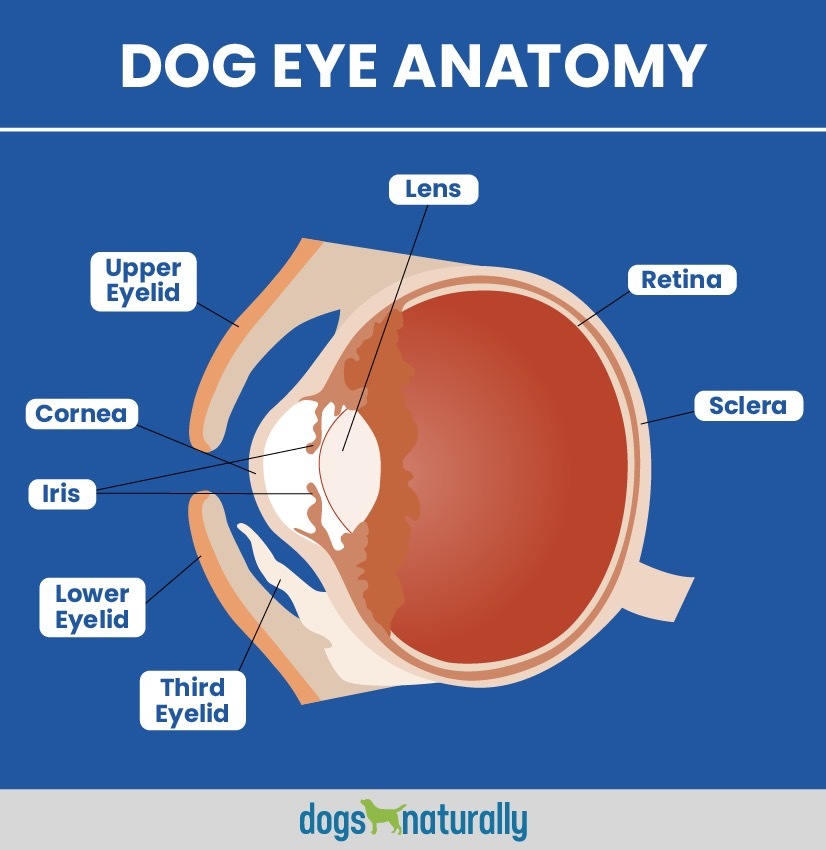 - Dogs Naturally Dog Eye Anatomy
