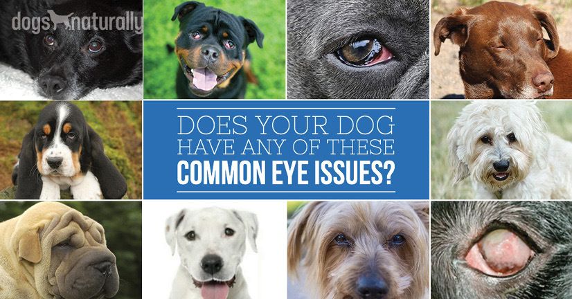 dog eye problems