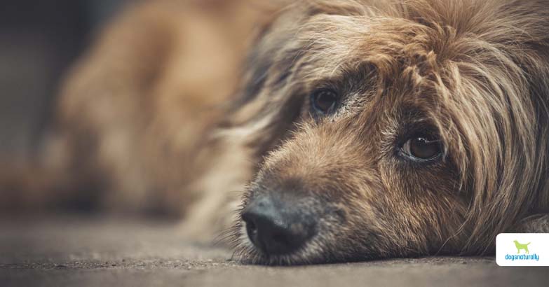 dog vaccine reactions