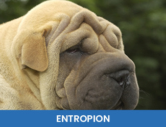 - Dogs Naturally entropion dogs