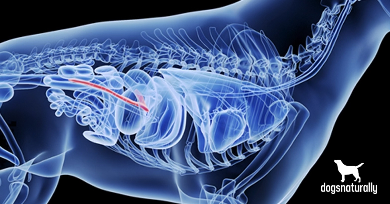 EPI in dogs