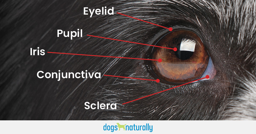 colostrum for dogs - Dogs Naturally dog eye anatomy