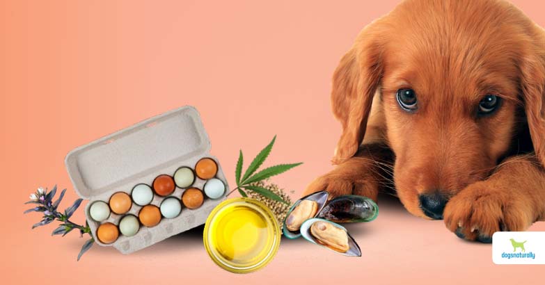 healthy fats for dogs