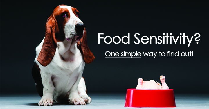 how to test your dog for food allergies
