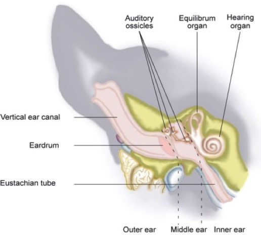 vestibular disease in dogs
