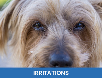 - Dogs Naturally irritations dog eyes