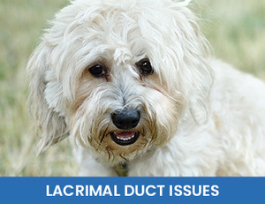 - Dogs Naturally Lacrimal Duct Issues