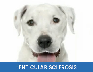 - Dogs Naturally Lenticular Sclerosis Dogs