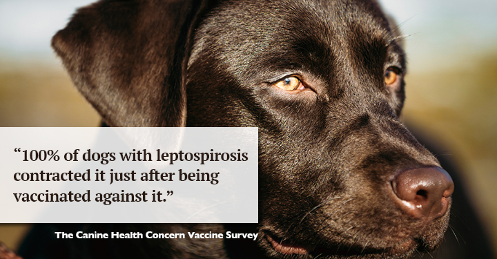 Leptospirosis Vaccine