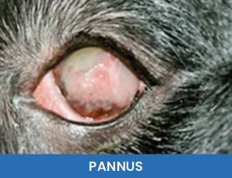 Conditions - Dogs Naturally pannus in dogs