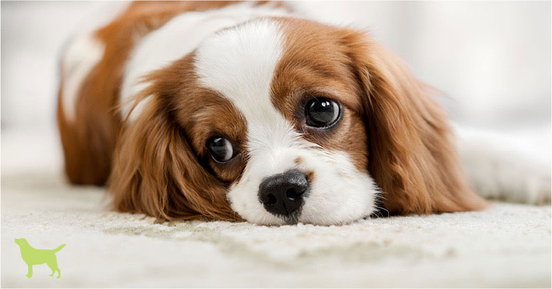 parvo in dogs