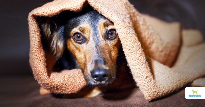 PTSD in dogs