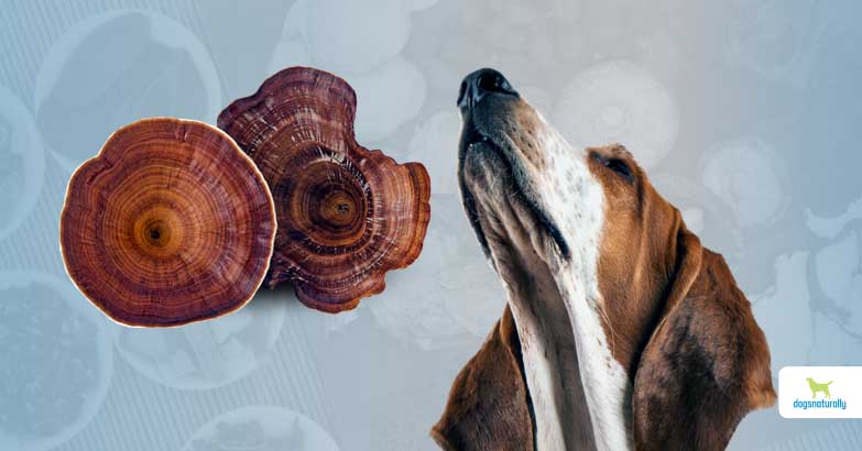 reishi mushrooms