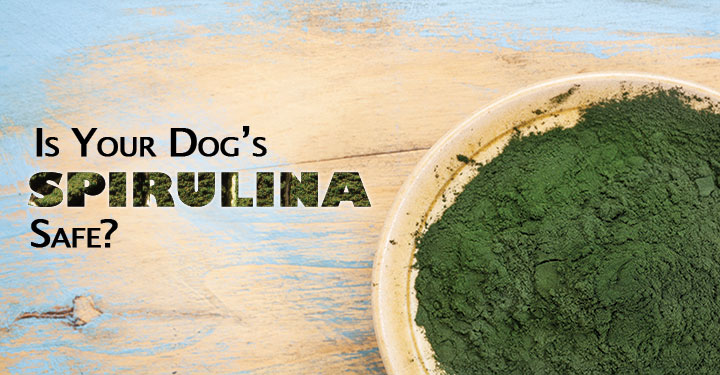spirulina