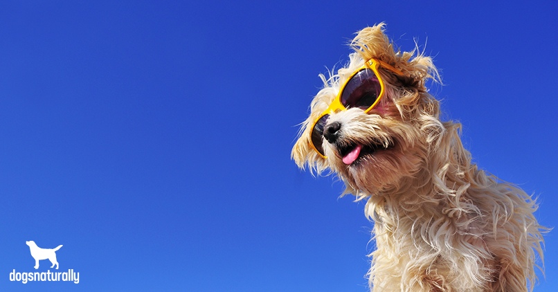 sunlight for dogs