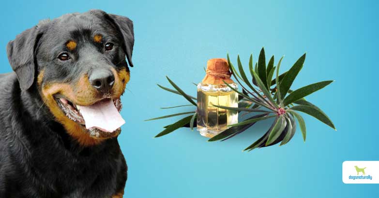 Tea tree oil in dogs