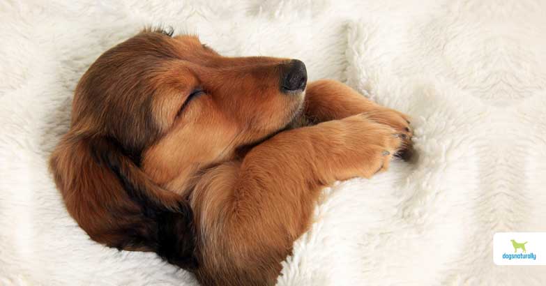 Why Do Dogs Sleep So Much