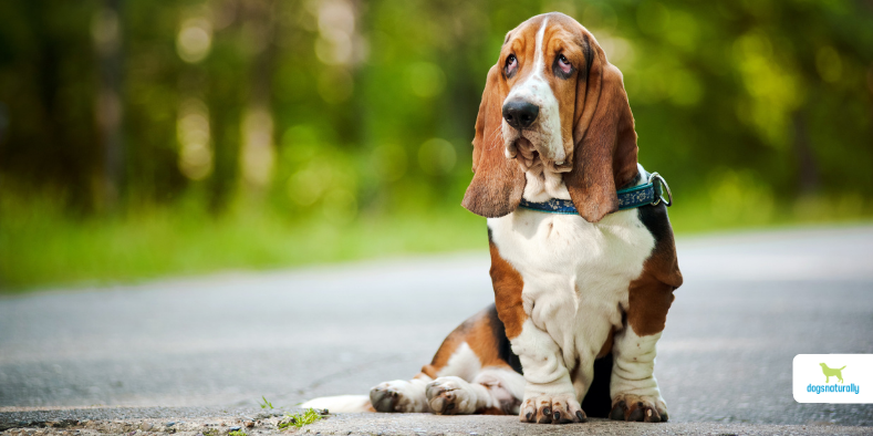 Entropion In Dogs