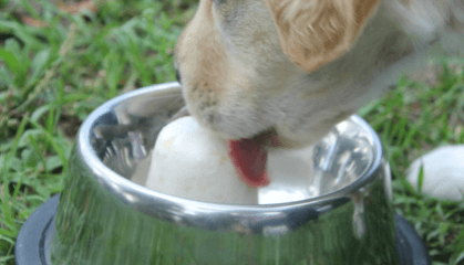 Tropical Pupscicle Raw Treat Recipe